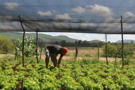 Cape Verde's agricultural transformation: From drought to innovation