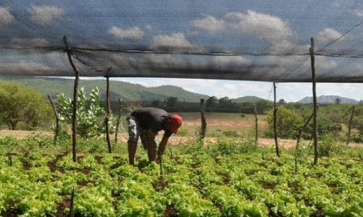 Cape Verde's agricultural transformation: From drought to innovation